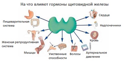 влияние гормонов щитовидной железы на организм человека